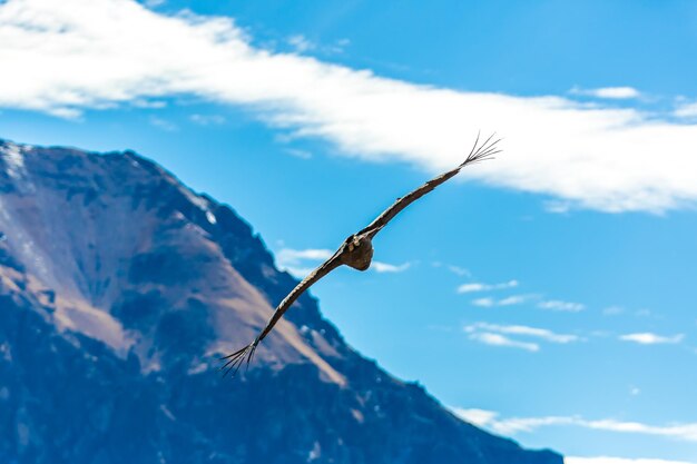 Flying condor over Colca canyonPeruSouth America This condor the biggest flying bird on earth