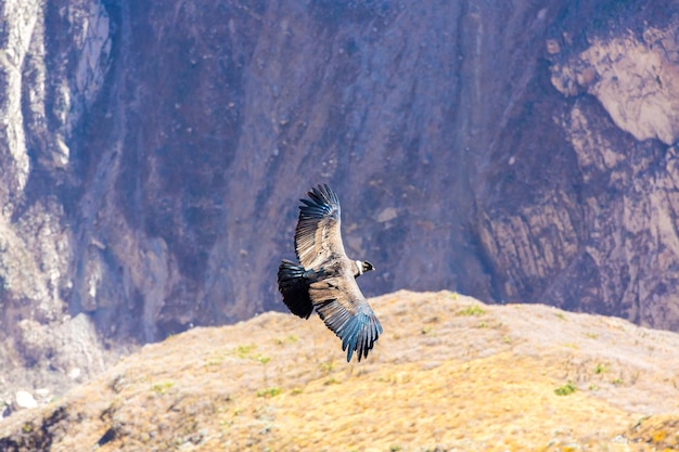 Flying condor over Colca canyonPeruSouth America This condor the biggest flying bird on earth