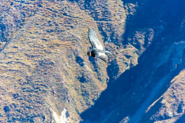 Flying condor over Colca canyonPeruSouth America This condor the biggest flying bird on earth