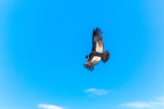 Летающий кондор над каньоном КолкаПеруЮжная Америка Этот кондор самая большая летающая птица на земле