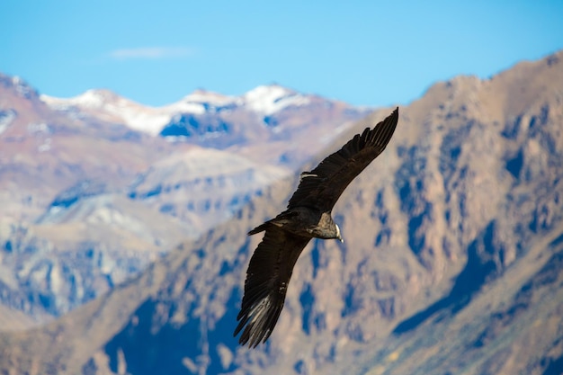 Flying condor over Colca canyonPeruSouth America This is a condor the biggest flying bird on earth