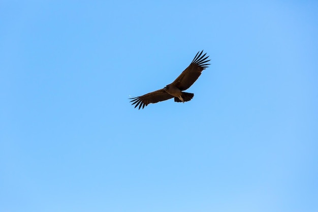 Colca canyonPeru남아메리카 위로 날아가는 콘도르 이것은 지구상에서 가장 큰 날아다니는 새 콘도르입니다.