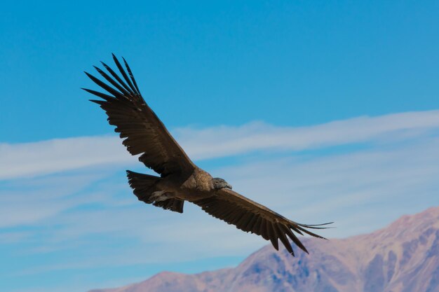 Colca canyonPeru남아메리카 위로 날아가는 콘도르 이것은 지구상에서 가장 큰 날아다니는 새 콘도르입니다.