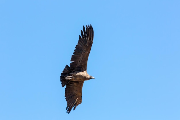 コルカキャニオン上空を飛ぶコンドルペルー南アメリカこれは地球上で最大の空飛ぶ鳥のコンドルです