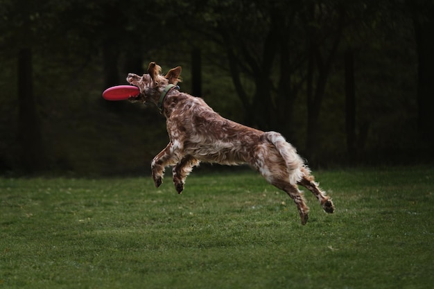 Flying dog of English hunting breed jumps high and catches pink disk with its teeth