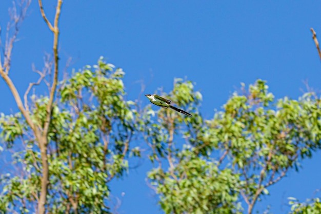 약 29cm의 긴 갈래 꼬리를 포함하여 길이가 약 40cm인 비행 귀가개(tyrannus Savana)는 브라질의 많은 지역에서 볼 수 있습니다. 그것은 들판, Restingas에 서식합니다.