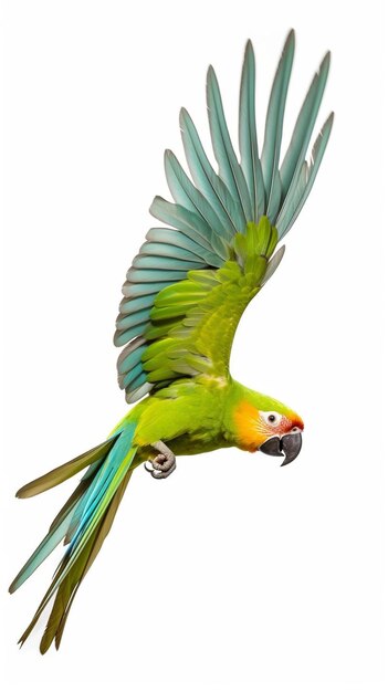 Фото Летающий фестиваль амазонка попугай на белом фоне