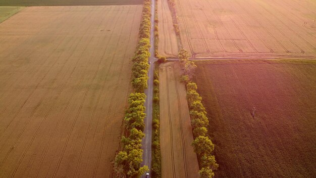 Flying over field of yellow ripe wheat during dawn sunset sun glare