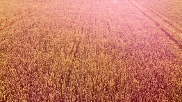 Photo flying over field of yellow ripe wheat dawn sunset sun glare