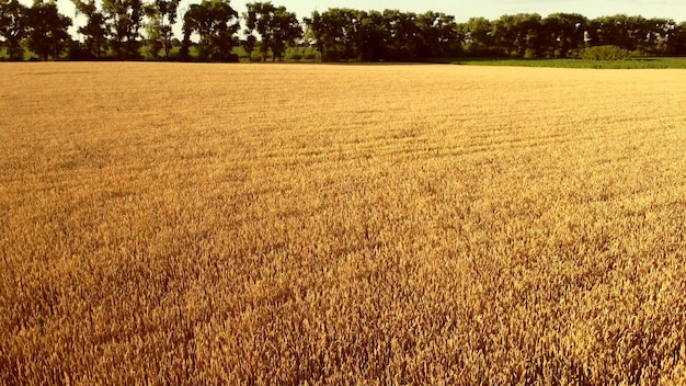 Flying over field of yellow ripe wheat during dawn sunset