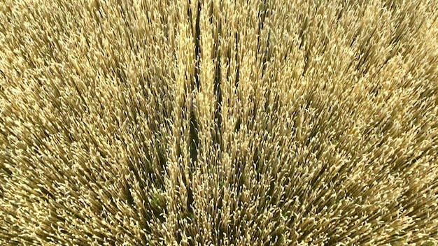 Photo flying over field of yellow ripe wheat during dawn sunset sun glare