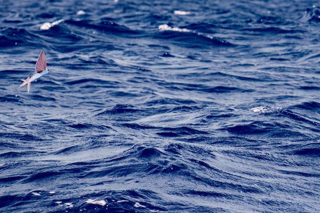 Photo flying fish over blue ocean