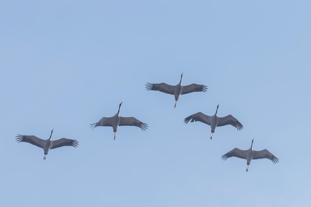 飛行中のクロヅル（Grus grus）の群れ