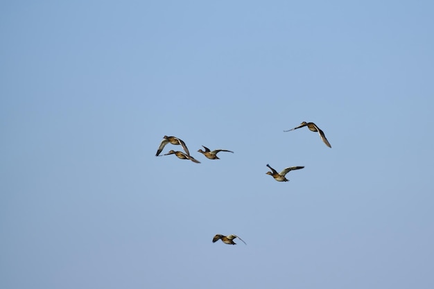 Flying flock ducks blue sky background