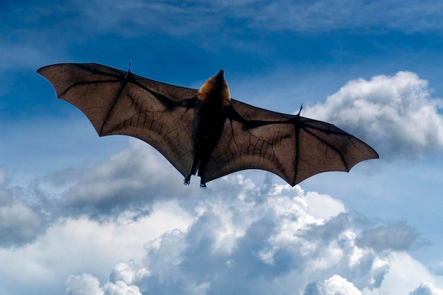 Foto ritratto di pipistrello volpe volante durante il volo