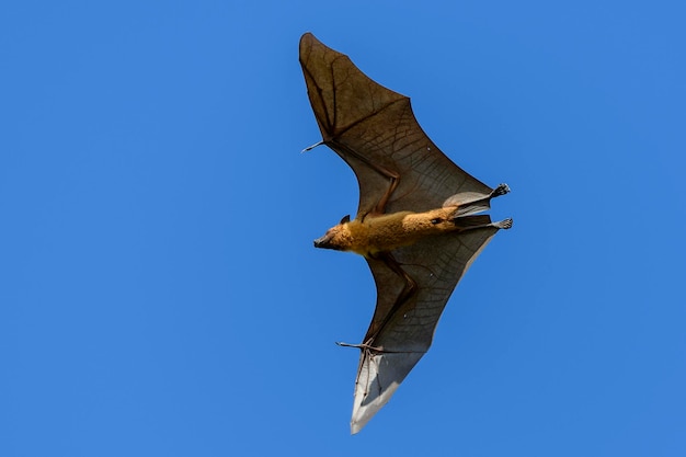 사진 몰디브 섬의 날아다니는 여우 과일 박 날아다닙니다 회색 머리 날아다닌 여우 pteropus poliocephalus