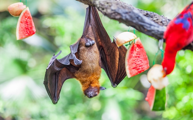 Летучая лисица Pteropus alecto висит на дереве в зоопарке