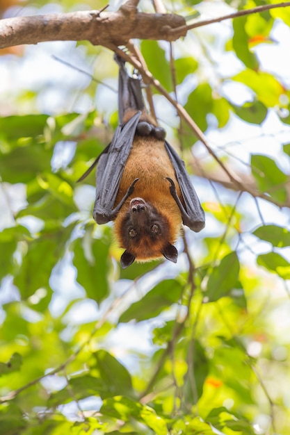 Flying foxes hanging on a tree