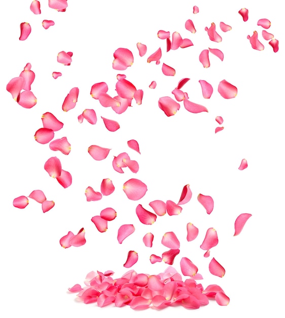 白い背景の上の新鮮なピンクのバラの花びらを飛んでください。