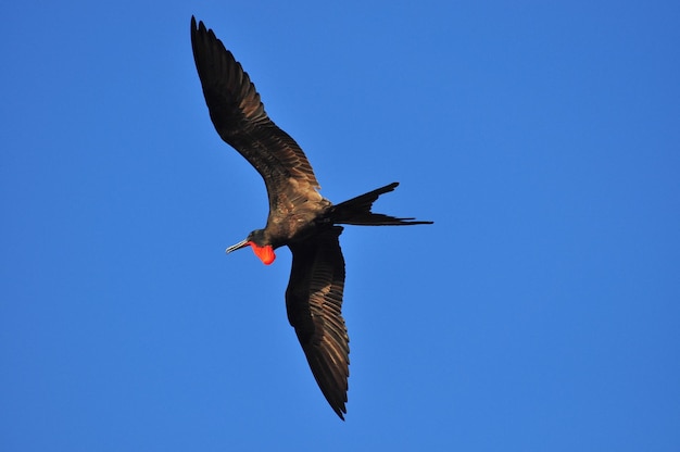 Photo flying frigatebird