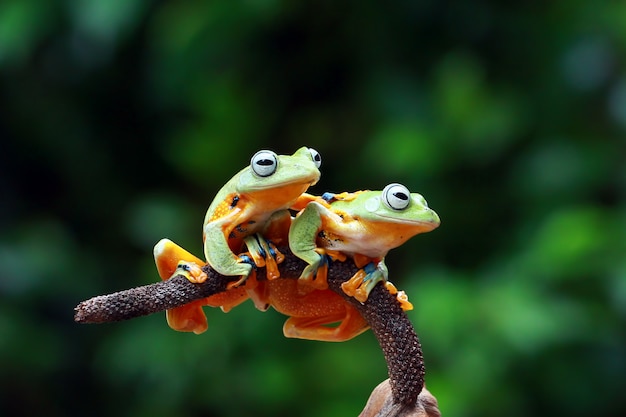 Foto rana volante nel ramo