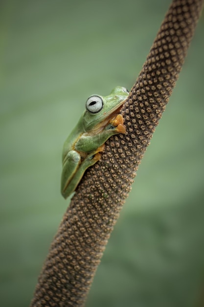 Flying frog on branch