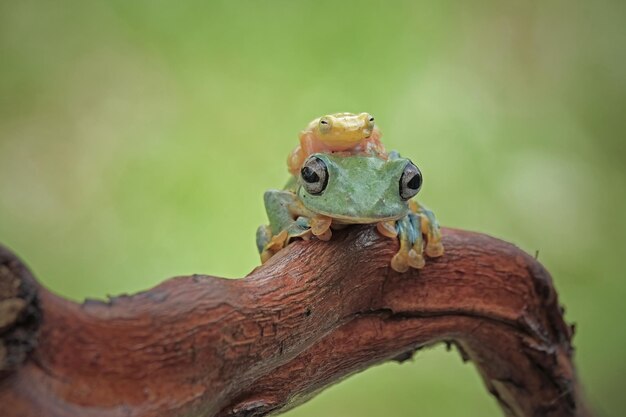 flying frog on branch