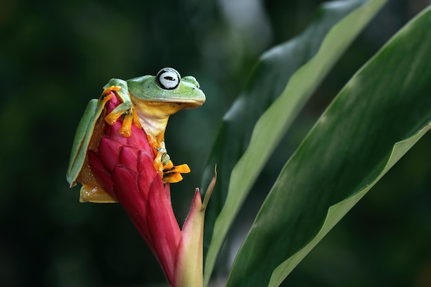 枝に飛んでいるカエルのクローズアップ顔、ジャワのアマガエルのクローズアップ画像