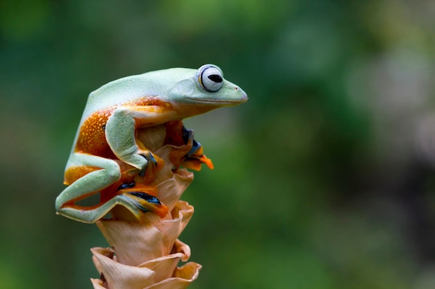 Flying frog closeup face on branch Javan tree frog closeup image