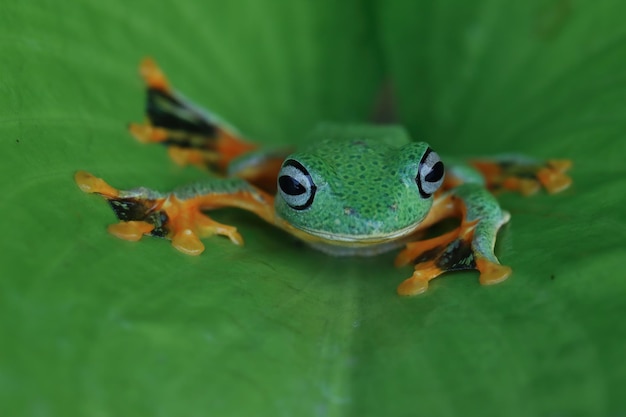 Flying frog closeup face on branch Javan tree frog closeup image