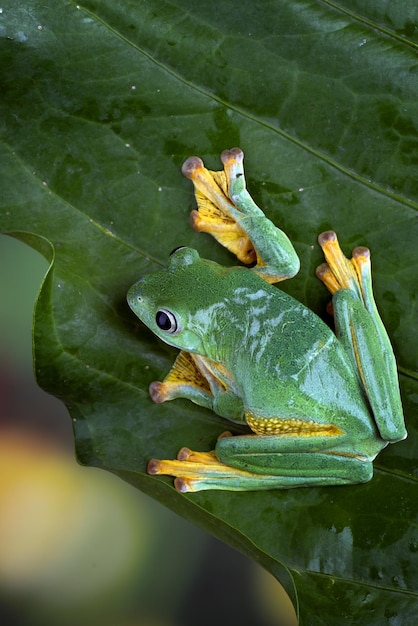 Flying frog closeup face on branch