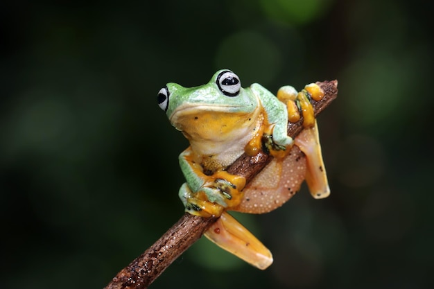 Flying frog closeup face on branch