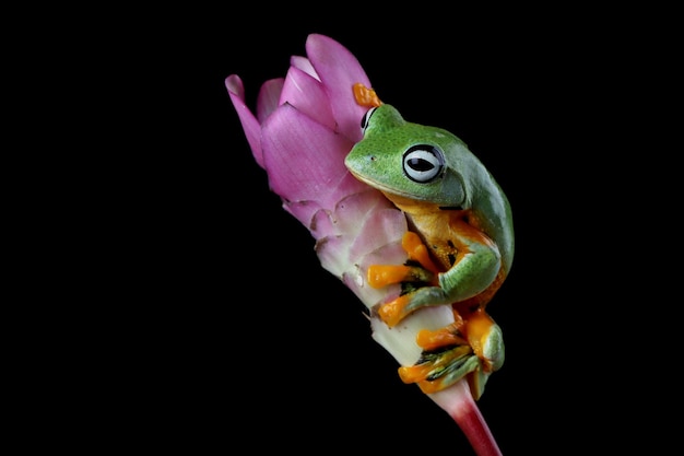 Flying frog closeup face on flower