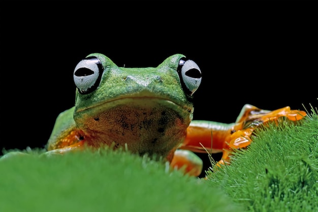 Flying frog closeup face on moss Javan tree frog closeup image