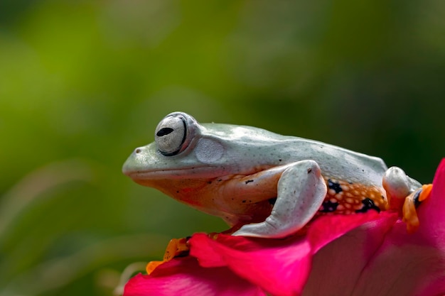 Flying frog closeup face on red flower