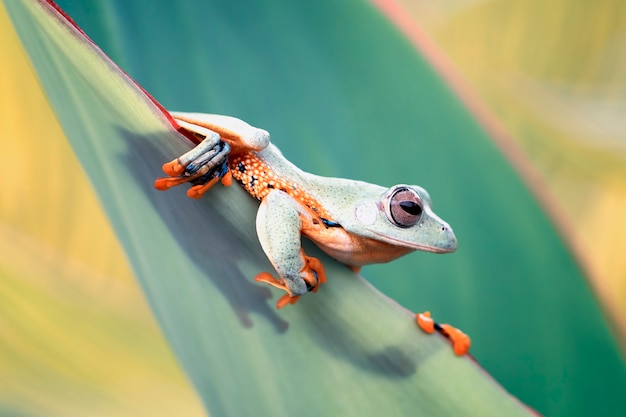 緑の葉に飛んでいるカエル