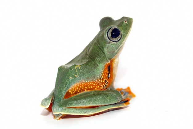 Flying frog on isolated background