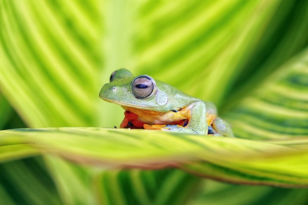 Фото Летающая лягушка на зеленом листе