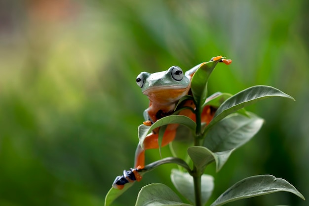 Летающая лягушка сидит на зеленых листьях, красивая древесная лягушка на зеленых листьях