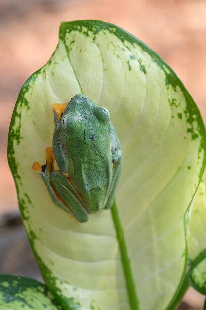 緑の葉の上に座って飛んでいるカエル