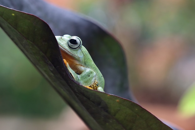 Летающая лягушка сидит на зеленых листьях