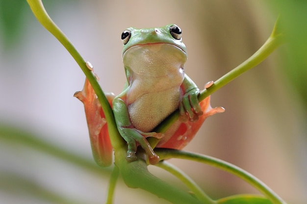 Foto rana volante