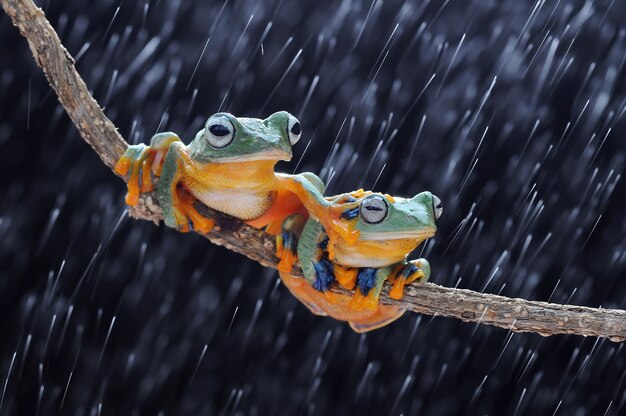 flying frog