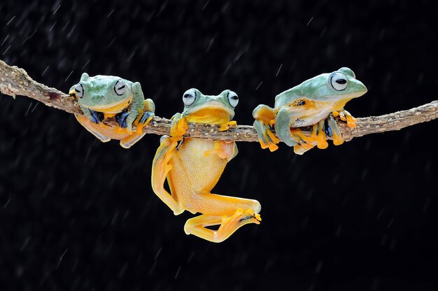 flying frog