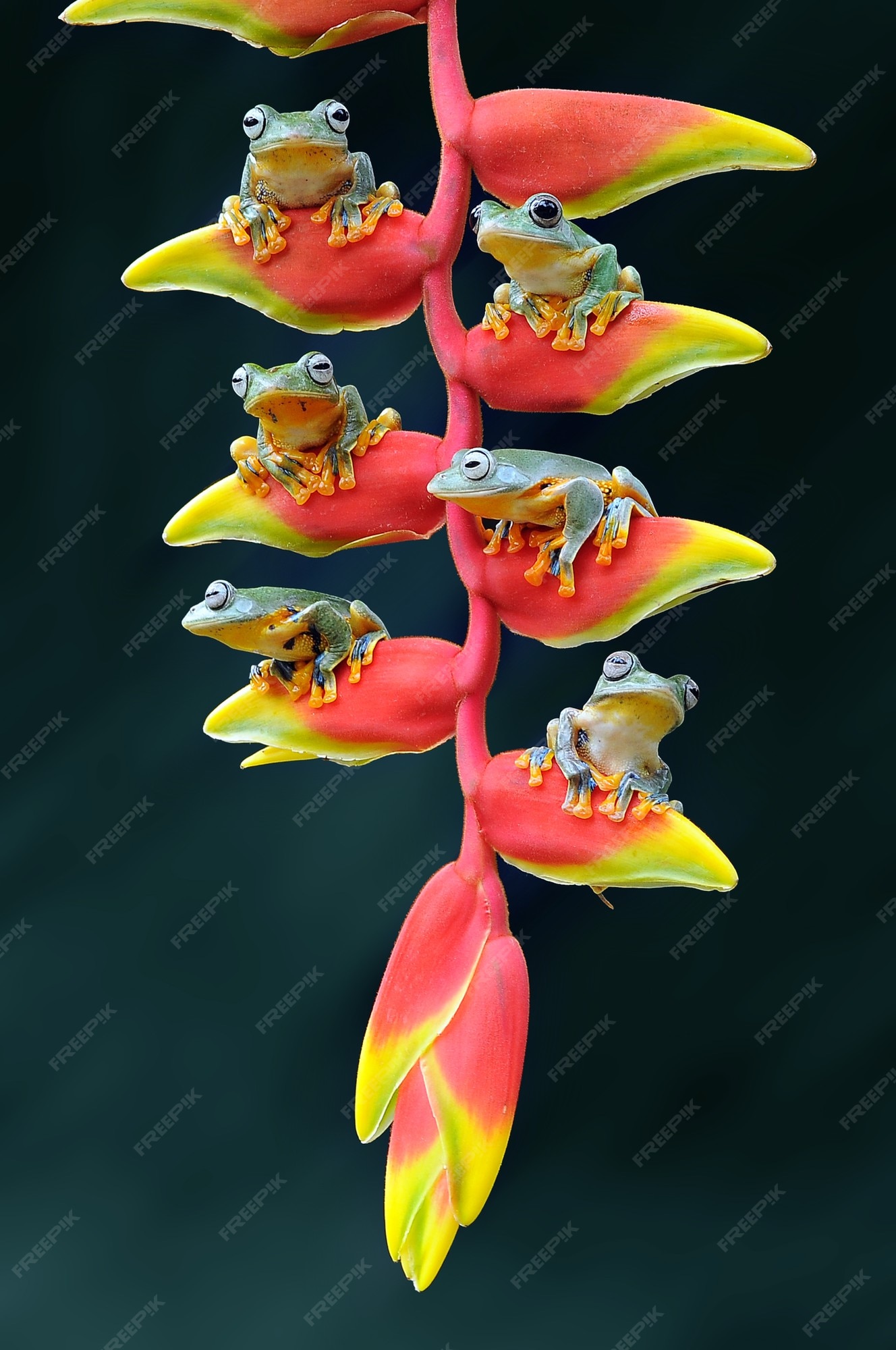 Premium Photo | Flying frog