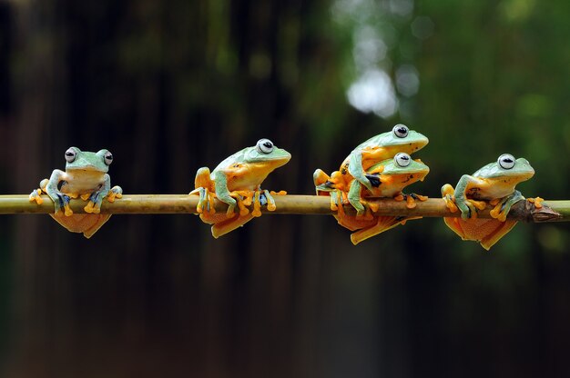 flying frog