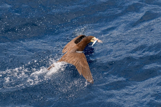 Летающая олуша ловит летучую рыбу в море Морская охота