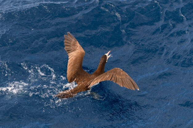 Photo flying gannet catch flying fish at sea sea hunting