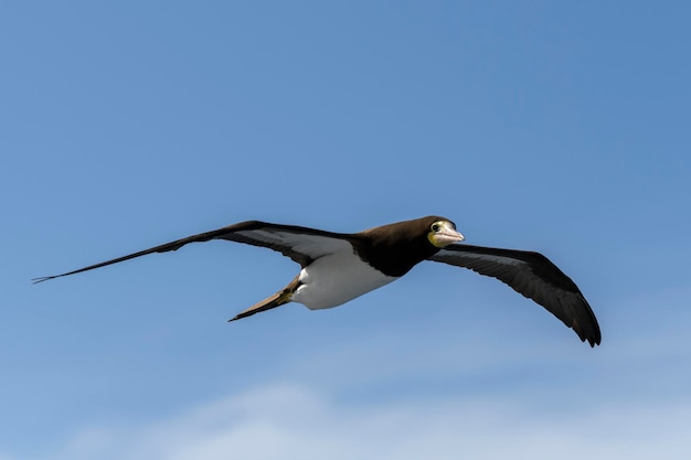 Flying gannet  large seabird with mainly white plumage