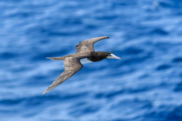 Grande uccello marino sula volante dal piumaggio prevalentemente bianco